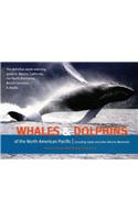 Whales & Dolphins of the North American Pacific