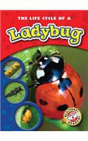 The Life Cycle of a Ladybug: (Life Cycles)