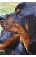 Rottweiler Resting in the Grass Journal: Take Notes, Write Down Memories in this 150 Page Lined Journal