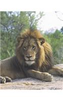 Lazing Lion Blank Book Lined Journal (8x10)