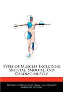 Types of Muscles Including Skeletal, Smooth, and Cardiac Muscle