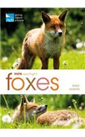 RSPB Spotlight: Foxes: (RSPB)
