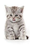 Cutest Kittens March Notebook & Journal. Productivity Work Planner & Idea Notepad: Brainstorm Thoughts, Self Discovery, To Do List