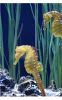 Two Seahorses (Hippocampus) at a Zoo Aquarium Marine Fish Journal: 150 Page Lined Notebook/Diary
