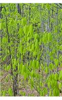 Spring Leaves Fill Forest Journal: (Notebook, Diary, Blank Book)