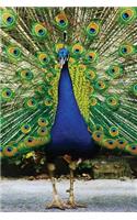 Peacock Any Day Planner Notebook: Blank Scheduler Organizer