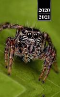 Spider Insect Week Planner Weekly Organizer Calendar 2020 / 2021 - Hyllus Brevitarsus