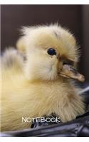 Notebook: Cute picture of fuzzy little ducklings. This journal will make a great gift for boys and girls and all lovers of baby animals.