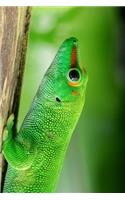 Brilliant Green Madagascar Day Gecko Journal