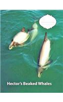 Hector's Beaked Whale College Ruled Line Paper Composition Book: Whale Fans, College Notebooks, Middle School Students, Journals, Composition notebooks