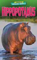 Hippopotamus