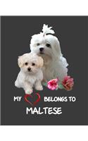 My Heart Belongs To Maltese