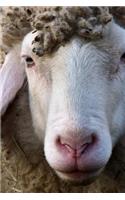 Such a Face! A Wooly Sheep Up Close with Hipster Curly Bangs Portrait Journal