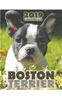 Boston Terrier 2019 Calendar