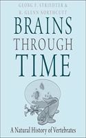 Brains Through Time