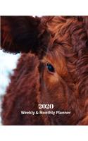 2020 Weekly and Monthly Planner: Brown Cattle - Monthly Calendar with U.S./UK/ Canadian/Christian/Jewish/Muslim Holidays- Calendar in Review/Notes 8 x 10 in.-Wildlife Ranch Animals 
