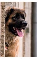 Dog Notebook