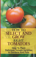 How To Select And Grow Right Tomatoes: How To Plant Delicious Tomato Varieties In Gardens And Pots: How To Plant Tomatoes On The Balcony