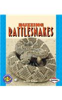 Buzzing Rattlesnakes