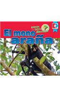 Animales de la Selva Amazónica -- El Mono Araña