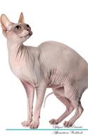 Sphynx Cat Affirmations Workbook Sphynx Cat Presents: Positive and Loving Affirmations Workbook. Includes: Mentoring Questions, Guidance, Supporting You.