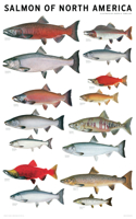 Salmon of North America Poster