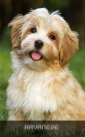 Havanese