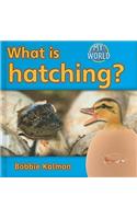 What Is Hatching?: (My World - Grl E)