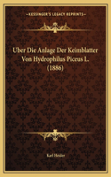 Uber Die Anlage Der Keimblatter Von Hydrophilus Piceus L. (1886)