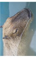 The Capybara Surfaces from the Depths of the Pool Journal