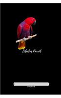 Eclectus Parrot