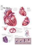 Heart Chart: Laminated Wall Chart