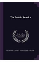 Rose in America