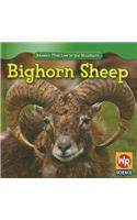 Bighorn Sheep