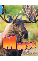 Moose