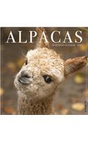 ALPACAS 2020 WALL CALENDAR