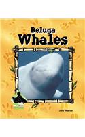 Beluga Whales