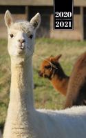 Llama Alpaca Vicuna Guanaco Week Planner Weekly Organizer Calendar 2020 / 2021 - Hay in Mouth