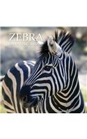 Zebra Calendar 2020: 16 Month Calendar