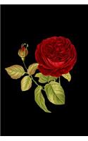 Vintage Red Rose