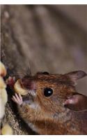 Field Mouse Eating Peanuts Journal