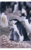 Chinstrap Penguin Notebook