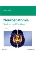 Neuroanatomie