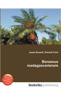 Borassus Madagascariensis: (English)