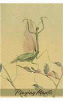 Praying Mantis