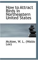 How to Attract Birds in Northeastern United States