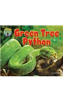 Green Tree Python