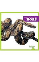 Boas (Boa Constrictors)