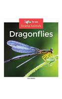 Dragonflies