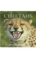 Cheetahs